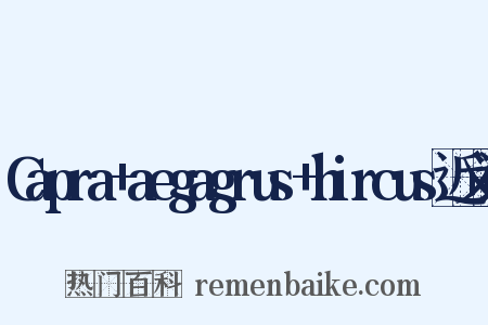 Capra+aegagrus+hircus近义词是什么意思的图片